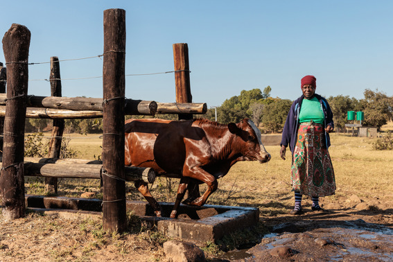 Priscilla Watches Her Cows Pass Through A Dip Tank