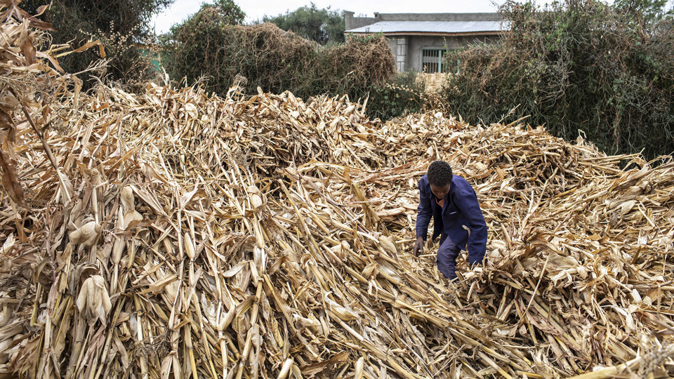 Farmer Covering His Maize Harvest After Agricultural Training. Photo By Will Baxter CRS