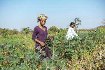 Irene Farming