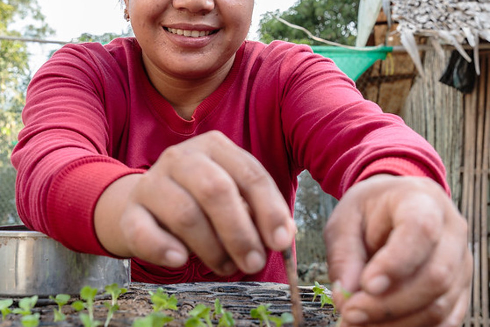 Women with seedlings in Cambodia.