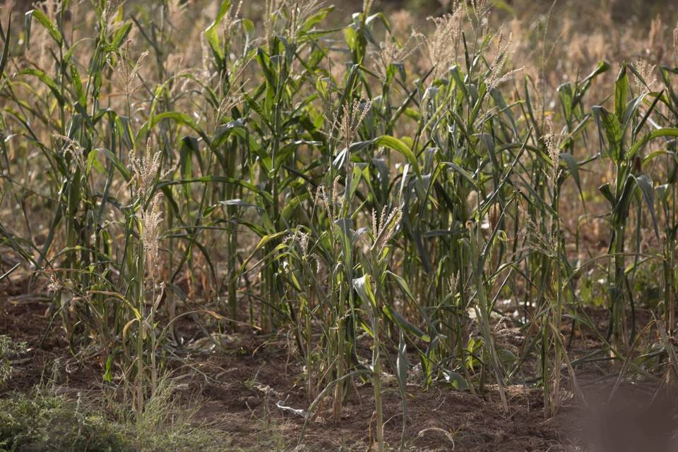 Failed crops in southwestern Ethiopia.