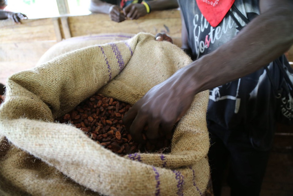 Sorting cocoa beans in Africa