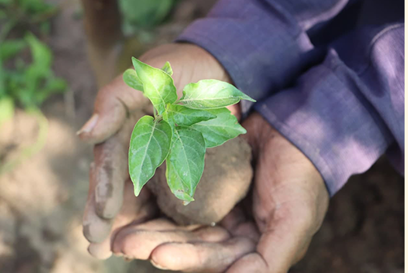 World Environment Day 2021 | Caritas Australia